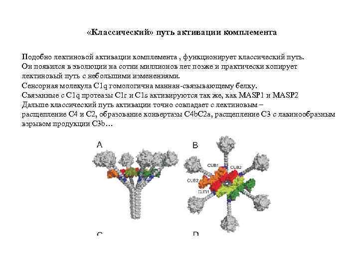  «Классический» путь активации комплемента Подобно лектиновой активации комплемента , функционирует классический путь. Он