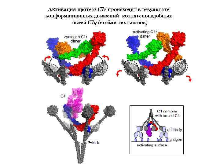 Активация протеаз C 1 r происходит в результате конформационных движений коллагеноподобных тяжей C 1