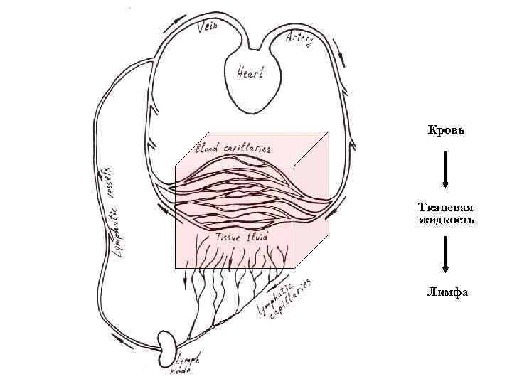 Кровь Talin Тканевая жидкость Лимфа 