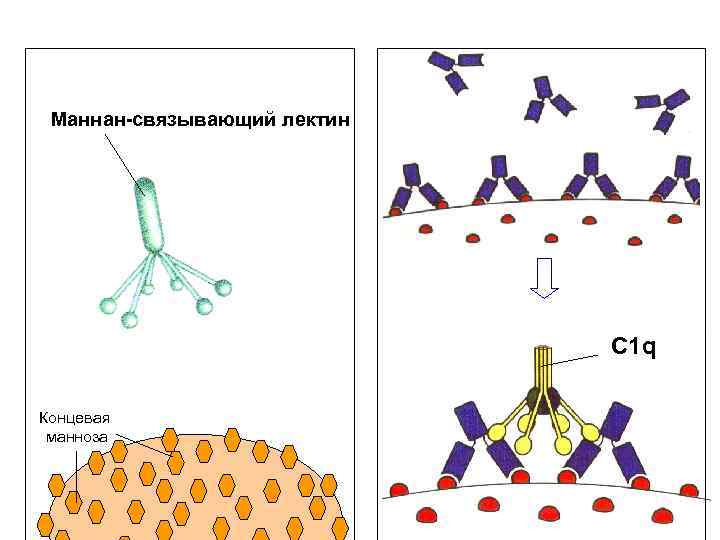 Маннан-связывающий лектин C 1 q Концевая манноза 