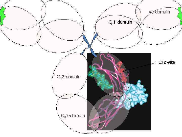 VH-domain CH 1 -domain C 1 q-site CH 2 -domain CH 3 -domain 