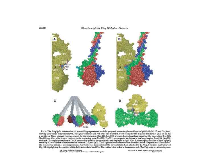 Модель взаимодействия C 1 q c Fc-фрагментом антитела (Ig. G) 