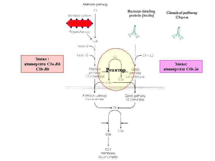 Mannan-binding protein (lectin) Запал : конвертаза C 3 u-Bb C 3 b-Bb Реактор Classical