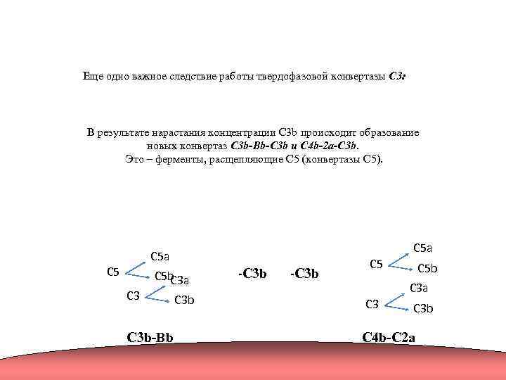 Еще одно важное следствие работы твердофазовой конвертазы C 3: В результате нарастания концентрации C