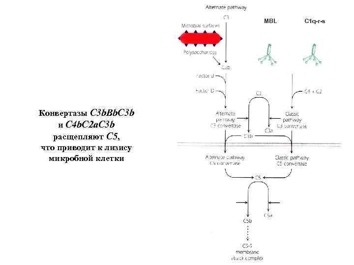 MBL Конвертазы C 3 b. Bb. С 3 b и С 4 b. C