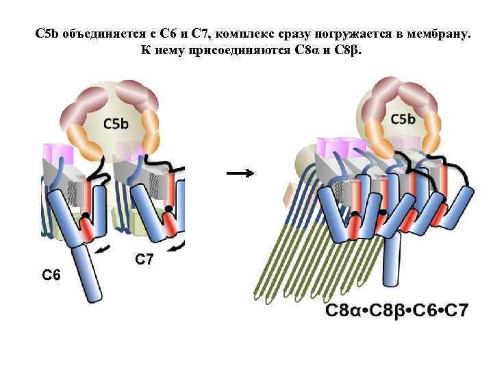 C 5 b объединяется с C 6 и C 7, комплекс сразу погружается в