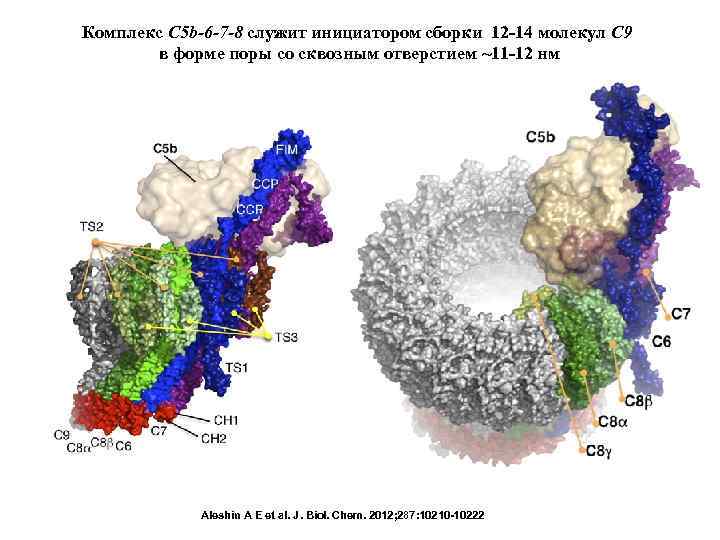 Комплекс C 5 b-6 -7 -8 служит инициатором сборки 12 -14 молекул C 9