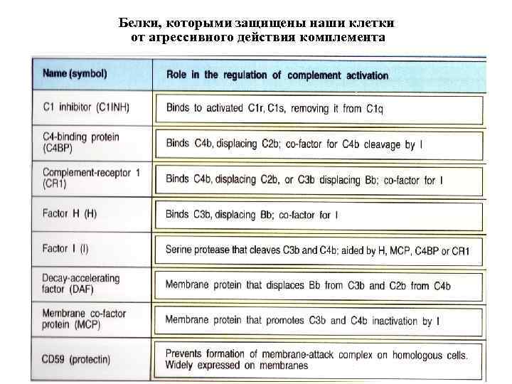 Белки, которыми защищены наши клетки от агрессивного действия комплемента 