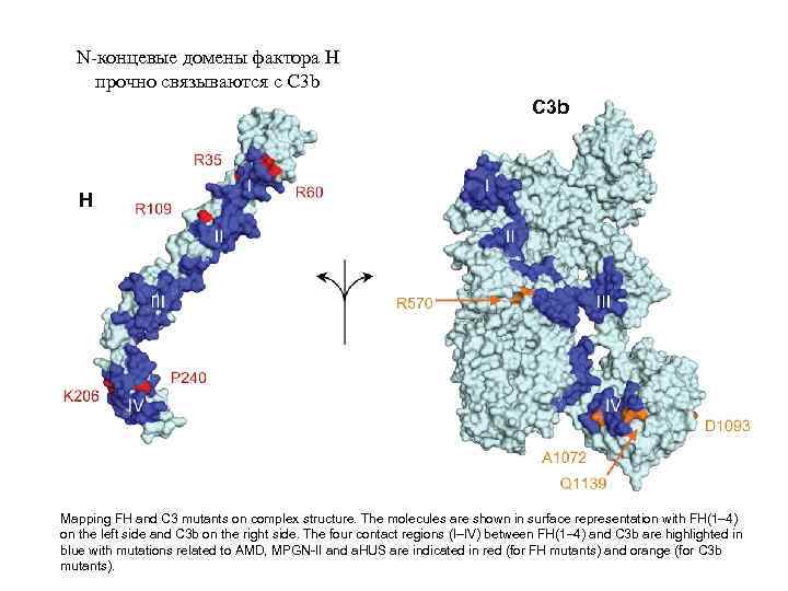 N-концевые домены фактора H прочно связываются с C 3 b H Mapping FH and
