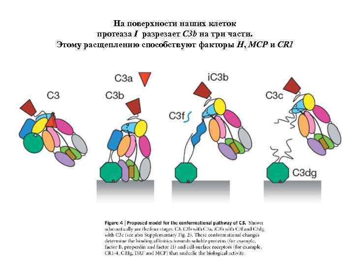 На поверхности наших клеток протеаза I разрезает C 3 b на три части. Этому