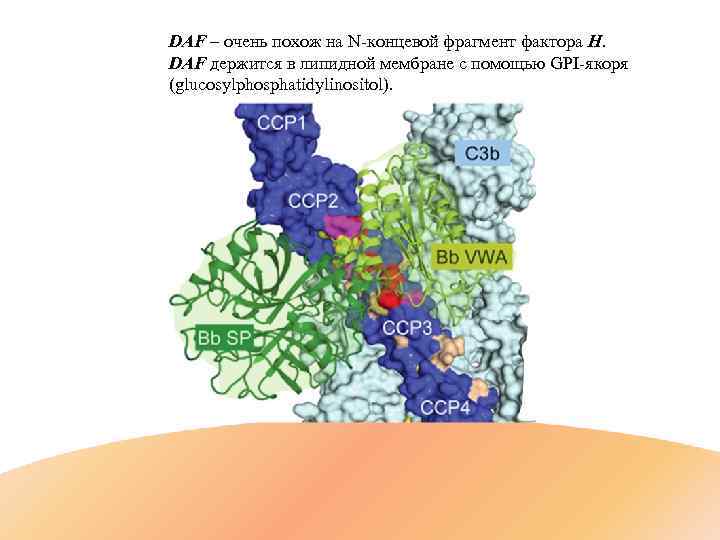 DAF – очень похож на N-концевой фрагмент фактора H. DAF держится в липидной мембране