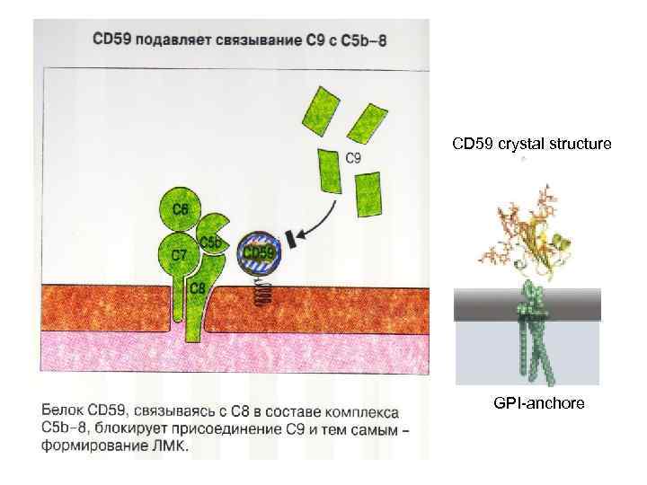 CD 59 crystal structure GPI-anchore 