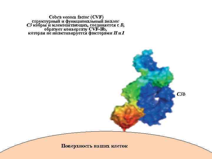 Cobra venom factor (CVF) структурный и функциональный аналог С 3 кобры и млекопитающих, соединяется