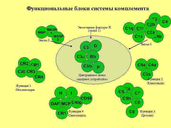 Функциональные блоки системы комплемента Экзогенные факторы X (запал 1) MASPMBP 1 MASP 2 Запал