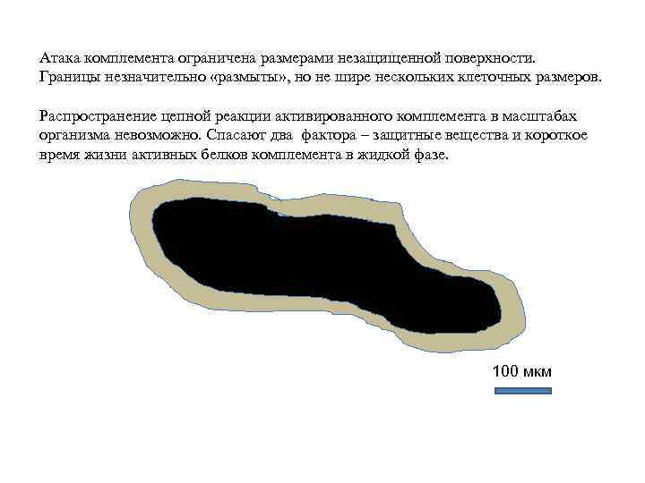 Атака комплемента ограничена размерами незащищенной поверхности. Границы незначительно «размыты» , но не шире нескольких