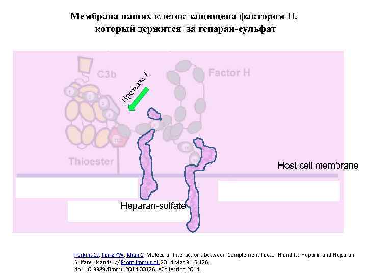 Пр от еа за I Мембрана наших клеток защищена фактором H, который держится за