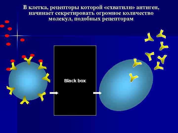В клетка, рецепторы которой «схватили» антиген, начинает секретировать огромное количество молекул, подобных рецепторам Black