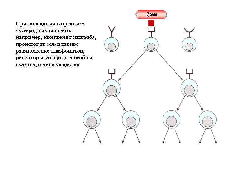 Чужое При попадании в организм чужеродных веществ, например, компонент микроба, происходит селективное размножение лимфоцитов,