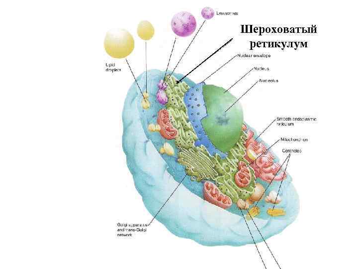 Шероховатый ретикулум 