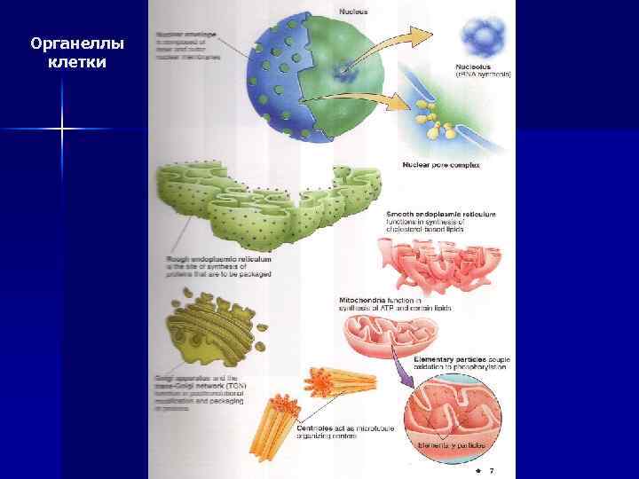Органеллы клетки 