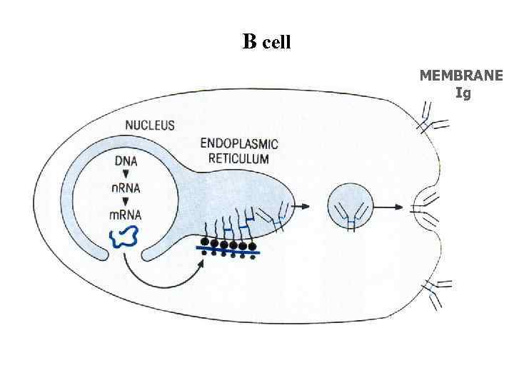 B cell MEMBRANE Ig 