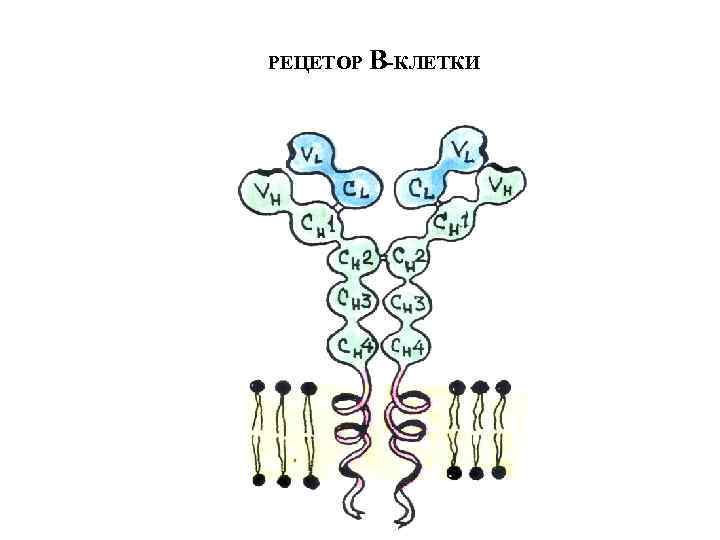 РЕЦЕТОР В-КЛЕТКИ 