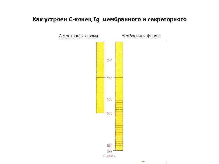 Как устроен С-конец Ig мембранного и секреторного Секреторная форма Мембранная форма 