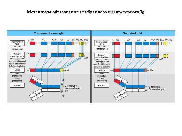 Механизмы образования мембранного и секреторного Ig Figure 4 -16 