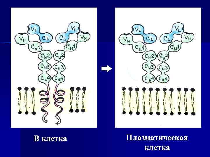 В клетка Плазматическая клетка 