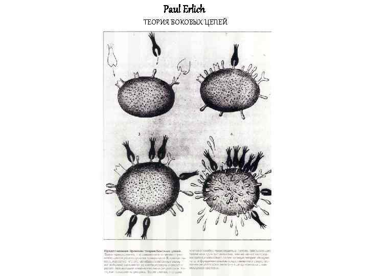 Paul Erlich ТЕОРИЯ БОКОВЫХ ЦЕПЕЙ 