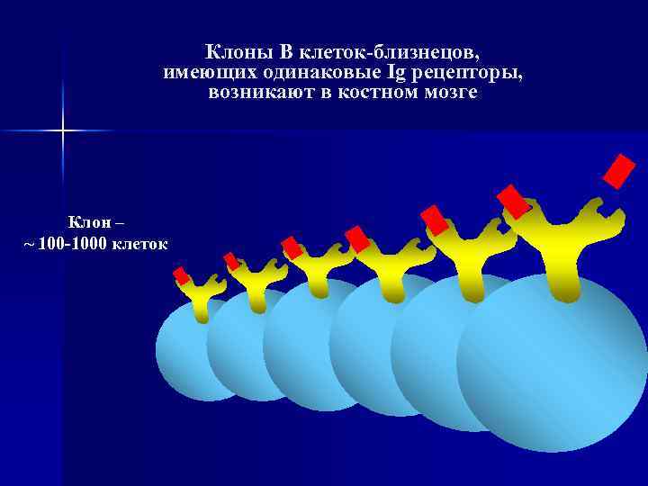 Клоны В клеток-близнецов, имеющих одинаковые Ig рецепторы, возникают в костном мозге Клон – ~