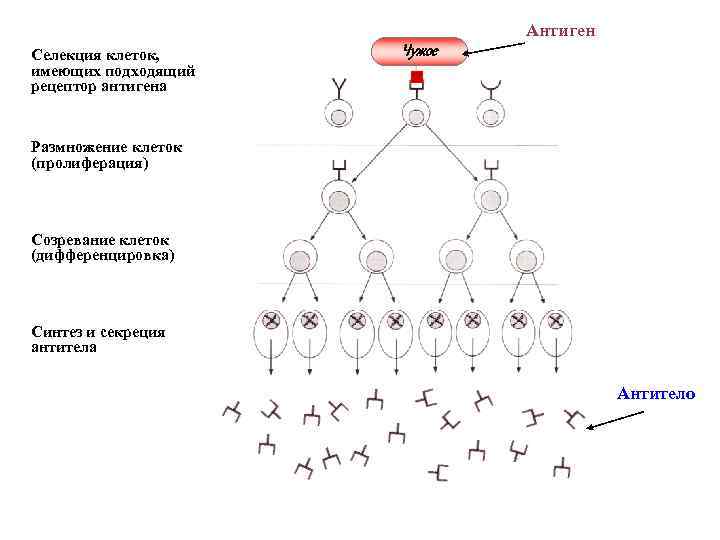 Антиген Селекция клеток, имеющих подходящий рецептор антигена Чужое Размножение клеток (пролиферация) Созревание клеток (дифференцировка)