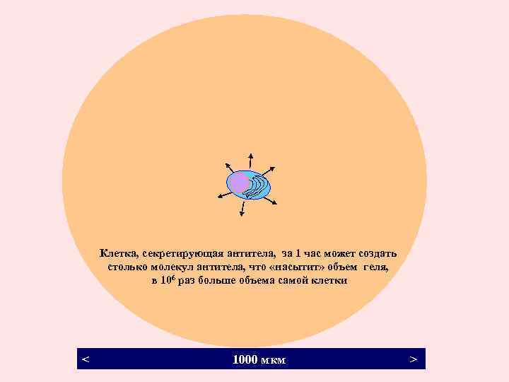 Клетка, секретирующая антитела, за 1 час может создать столько молекул антитела, что «насытит» объем
