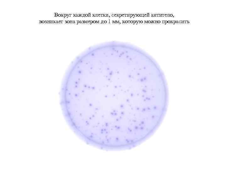 Вокруг каждой клетки, секретирующей антитело, возникает зона размером до 1 мм, которую можно прокрасить