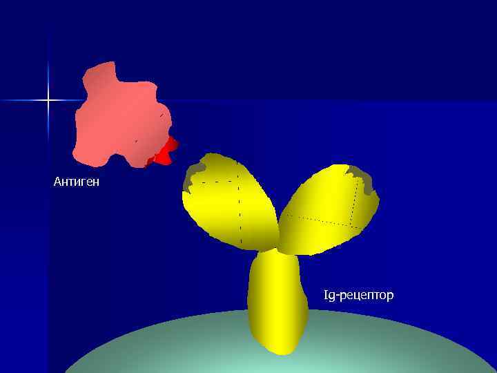 Антиген Ig-рецептор 