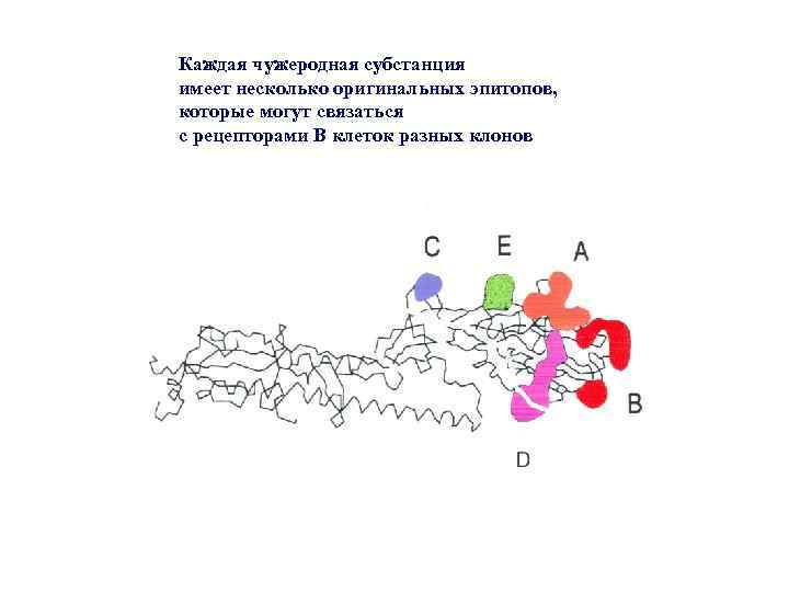Каждая чужеродная субстанция имеет несколько оригинальных эпитопов, которые могут связаться с рецепторами В клеток