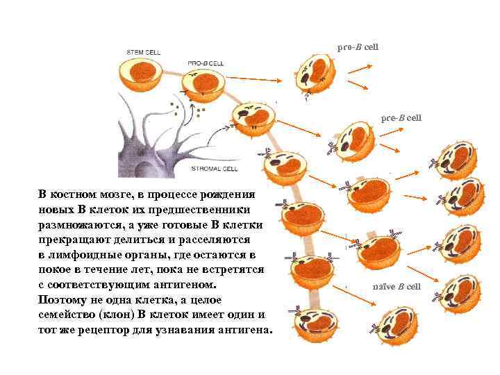 P pro-B cell pre-B cell В костном мозге, в процессе рождения новых В клеток