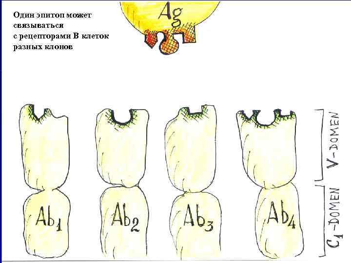 Один эпитоп может связываться с рецепторами В клеток разных клонов 