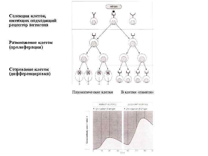 Селекция клеток, имеющих подходящий рецептор антигена Размножение клеток (пролиферация) Созревание клеток (дифференцировка) Плазматические клетки