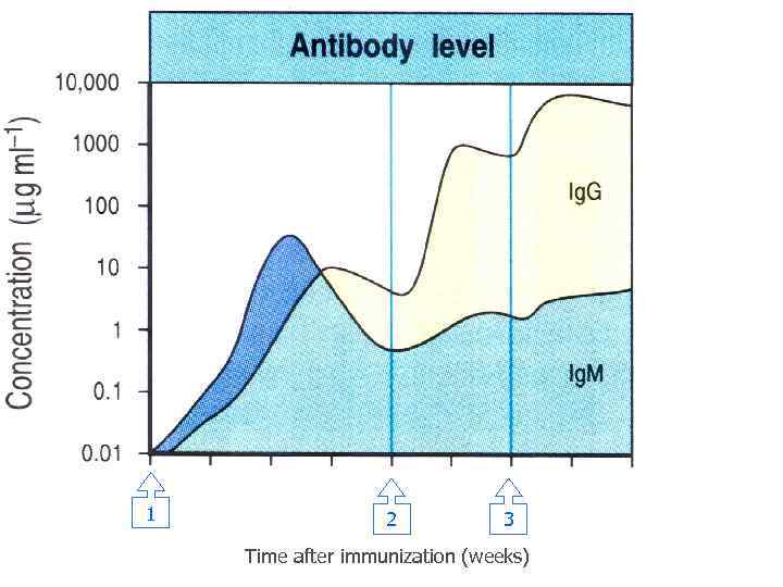 1 2 3 Time after immunization (weeks) 