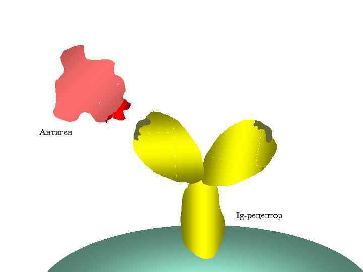 Антиген Ig-рецептор 