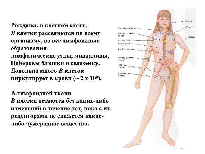 Рождаясь в костном мозге, В клетки расселяются по всему организму, во все лимфоидные образования