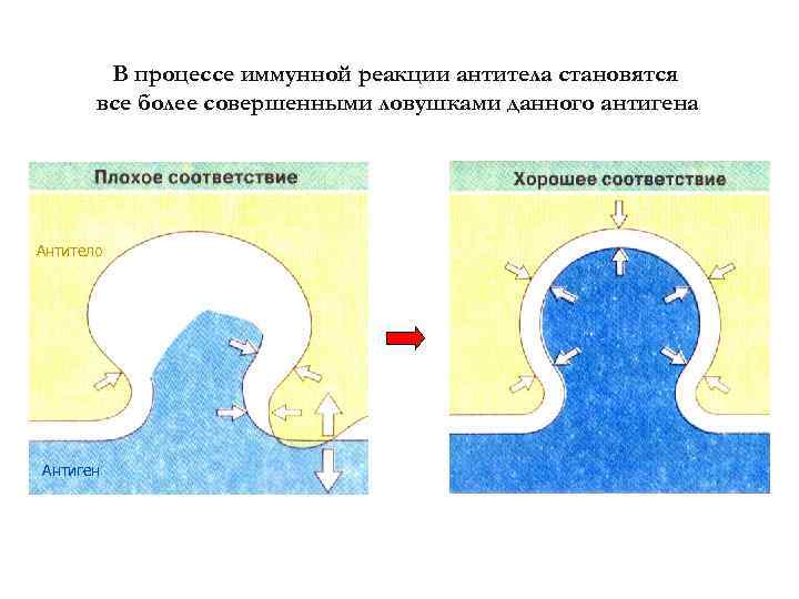 В процессе иммунной реакции антитела становятся все более совершенными ловушками данного антигена Антитело Антиген