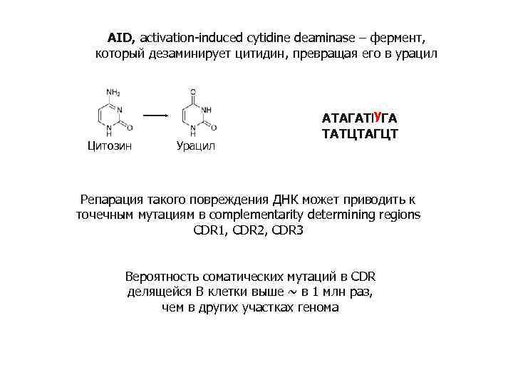 AID, activation-induced cytidine deaminase – фермент, который дезаминирует цитидин, превращая его в урацил Цитозин