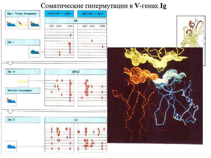 Соматические гипермутации в V-генах Ig 