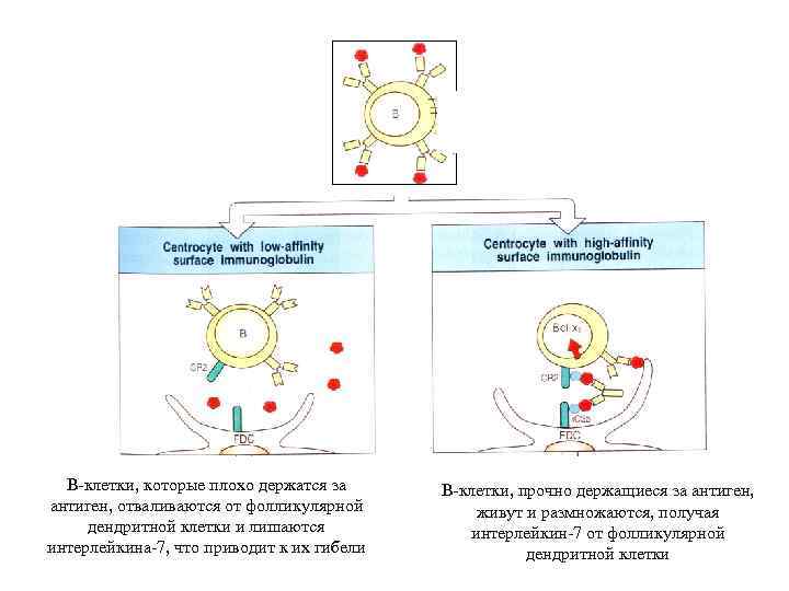 В-клетки, которые плохо держатся за антиген, отваливаются от фолликулярной дендритной клетки и лишаются интерлейкина-7,