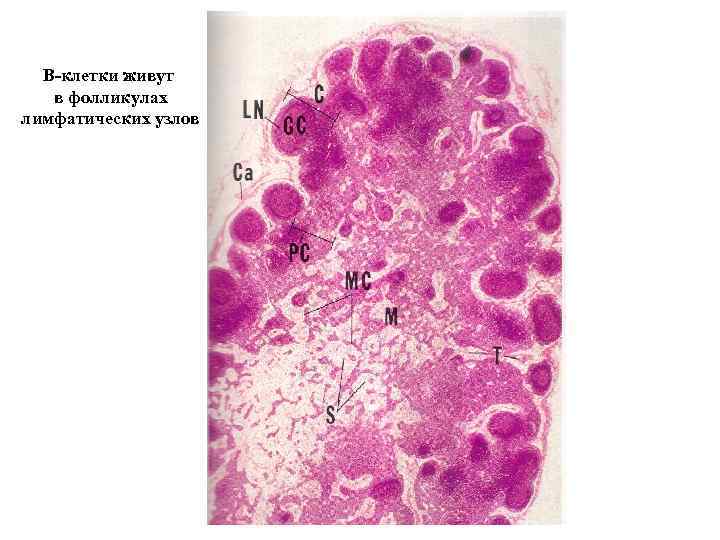 В-клетки живут в фолликулах лимфатических узлов 