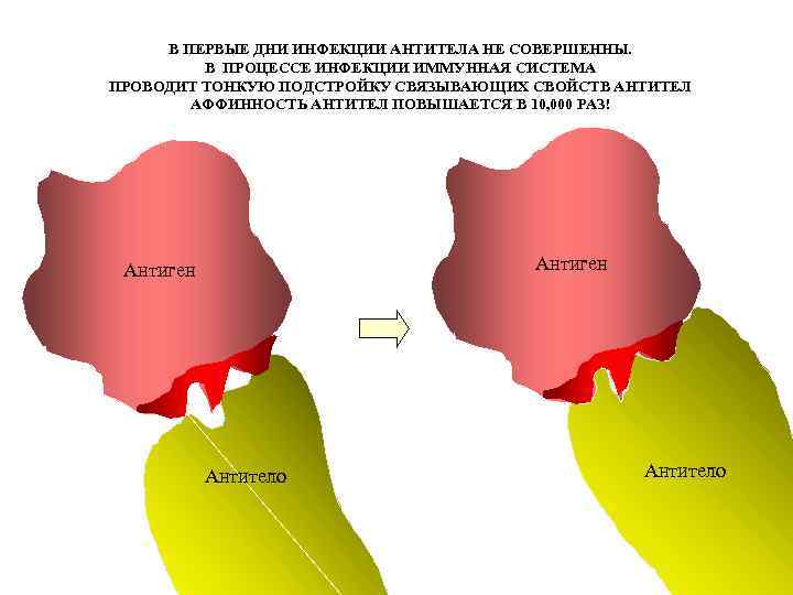 В ПЕРВЫЕ ДНИ ИНФЕКЦИИ АНТИТЕЛА НЕ СОВЕРШЕННЫ. В ПРОЦЕССЕ ИНФЕКЦИИ ИММУННАЯ СИСТЕМА ПРОВОДИТ ТОНКУЮ