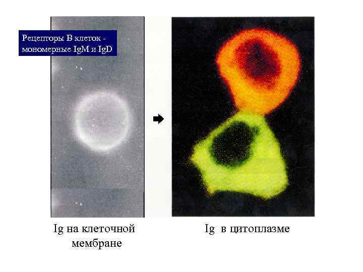 Рецепторы В клеток мономерные Ig. M и Ig. D Ig на клеточной мембране Ig