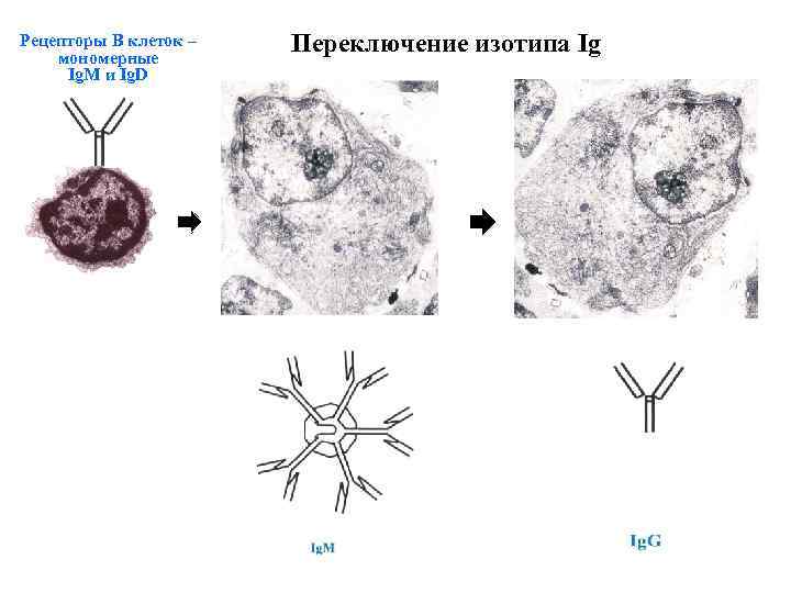 Рецепторы В клеток – мономерные Ig. M и Ig. D Переключение изотипа Ig 